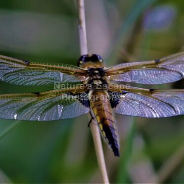 A pondering Dragonfly