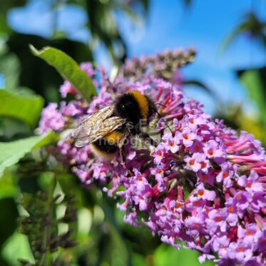 Bee on a Bloom