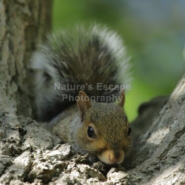 Cheeky Squirrel