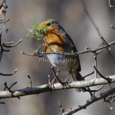 Nesting time again
