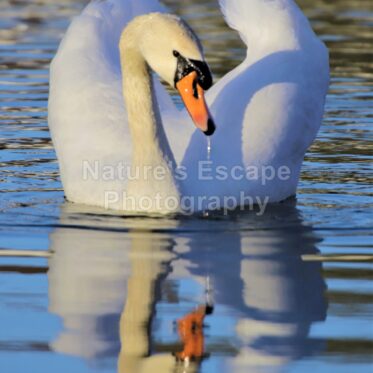 Reflections of a Swan